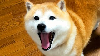 Shibe loudly reports to his family about his efforts on the rainy walk.