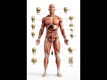 #digestivesystem #guthealth