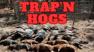 18 Wild Hogs Trapped / Hog Trap / Game Changer Trap ST 4X4 / Wild Boar / Pig Trap