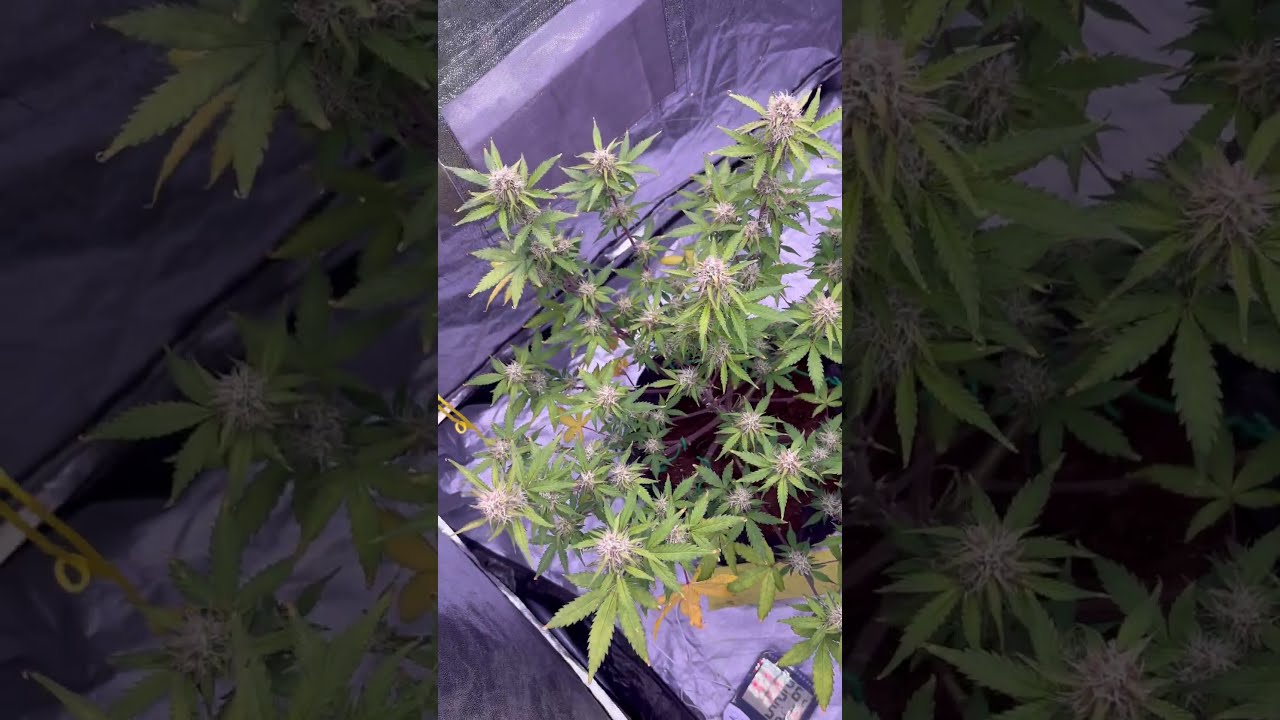 Day 52 jack herer autos #sativa #cannabis #uk