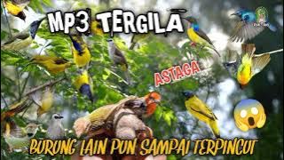 Suara pikat burung kecil bikin semua jenis burung liar terjebak 2025 ❗