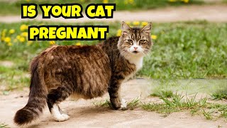 How to Tell If Your Cat Is Pregnant: Key Symptoms and Care Tips