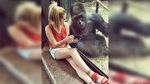 Lindsey Costello sits with gorilla and shows him v...