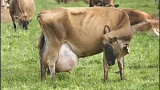 🐄 Дою корову. Milking a cow