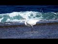 Western Reef Heron and Osprey fishing in the Red Sea