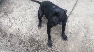 Pure Garners Earl Jr