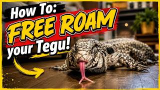 FREE ROAMING YOUR TEGU: Everything You NEED to Know!