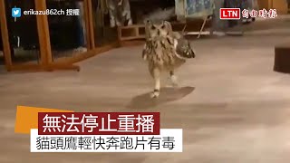 超魔性貓頭鷹奔跑片 短短6秒讓網友崩潰無法停止重播