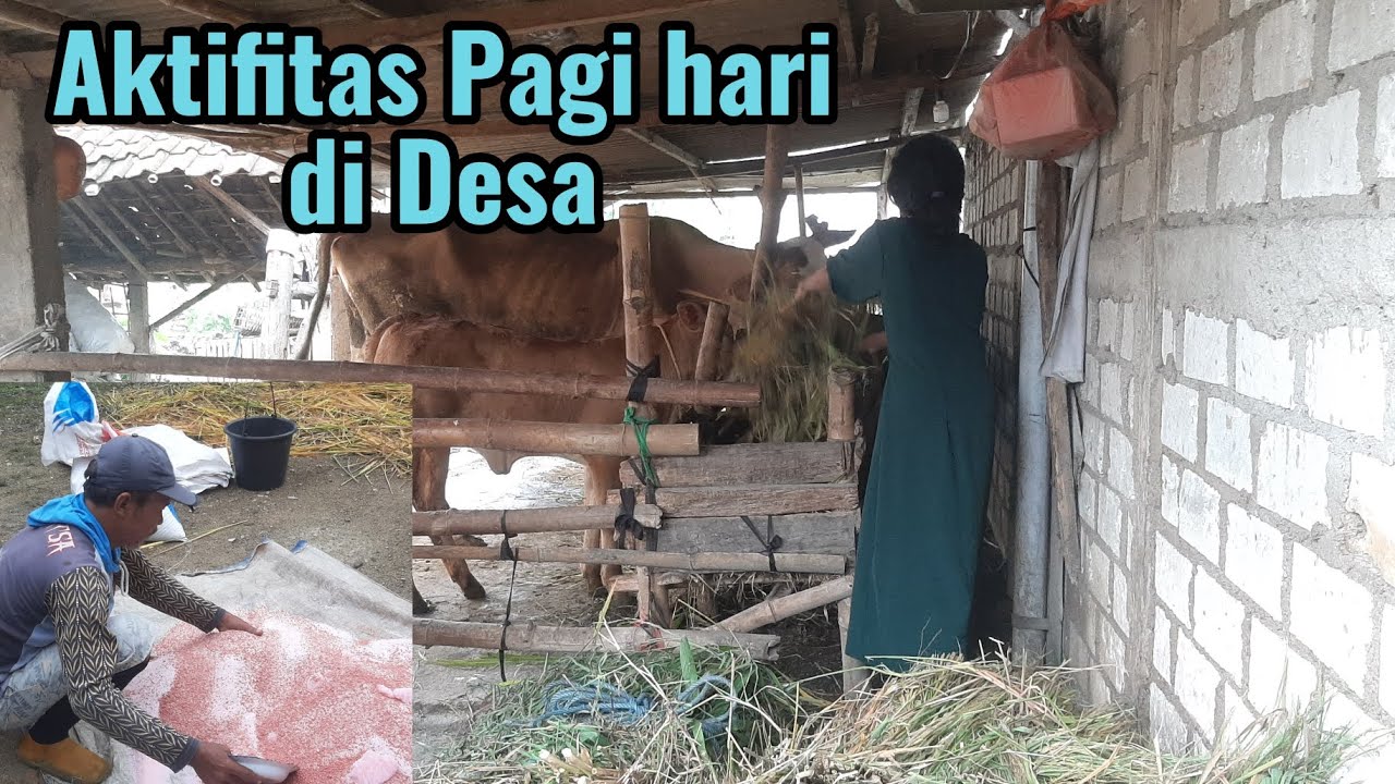 Aktifitas Warga Desa Di Pagi Hari‼️pesona Pedesaan‼️