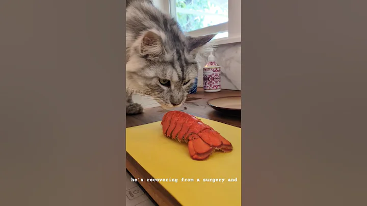 Video 10411601: mainecooncat mainecoons cat, first maine coon