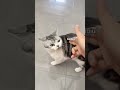 它最后是不是真的听懂我说话了! #萌宠 #吸猫 #萌宠成精