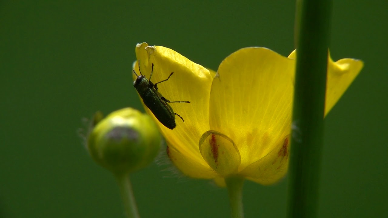 beetle in tagalog Jewel beetle (Anthaxia nitidula). Blütenprachtkäfer