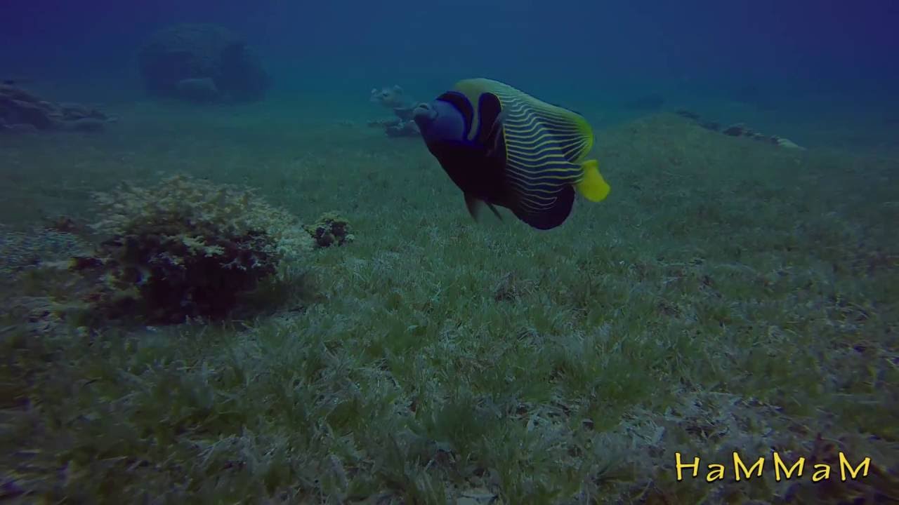 Emperor angelfish eating Luxurious breakfast steak jellyfish YouTube