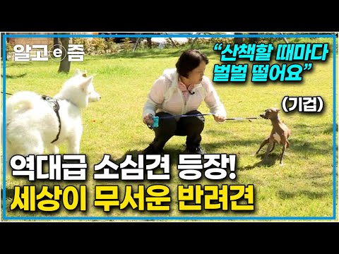 소심한 성격 때문에 바깥세상이 무서워 산책이 어려운 반려견, 메리를 위한 사회성 기르는 강형욱의 특급 솔루션┃세상에 나쁜 개는 없다┃알고e즘