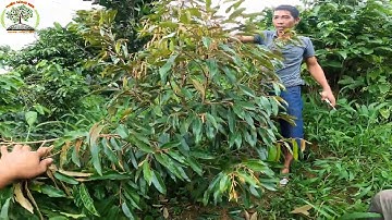 CẮT ĐỌT, TỈA CÀNH SẦU RIÊNG.