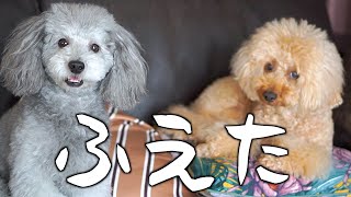 🐶今日から少しの間、犬が２匹になります。【トイプードルのグリィ】【犬】【dog】【toy poodle】