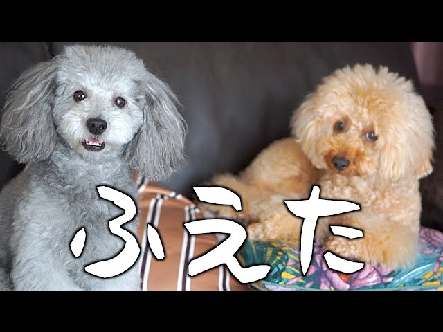 ドイツ「Grisly」ブラックプードル■■「グリスリー社・ドッグ/犬/いぬ」 mqdefault.jpg