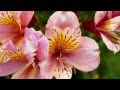 世界に一つだけの花