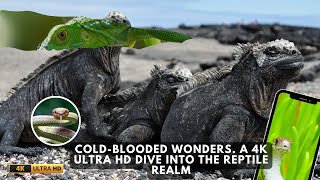 Cold-Blooded Wonders. A 4K ULTRA HD Dive into the Reptile Realm