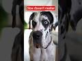 Tiny Chihuahua vs Giant Great Dane: A Bravery Showdown#shorts#funny