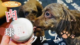 肉球クリームをただ塗るだけなのに…逃げまくる愛犬のトイプードル