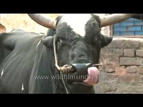 Bovine sex : mating cows!
