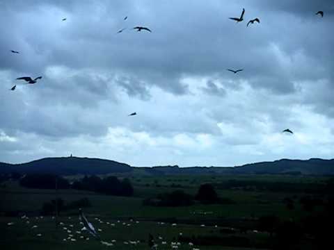 Red Kite Feeding Station, Laurieston, Dumfries and Galloway