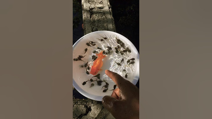 35 renacuajos se pueden comer un pez Gordito
