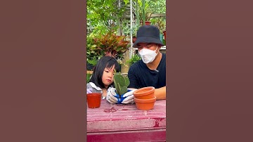 Trồng cây xương rồng tai thỏ cùng con gái yêu #vuoncuacom #caycanh