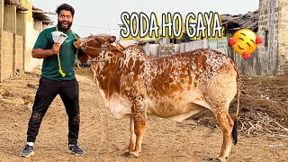 ALHAMDULILLAH 1 LAKH 30 HAZAR KA KHUBSURAT JANWAR KA SODA HO GAYA 🙈 | SYED FAHAD | BAKRA EID