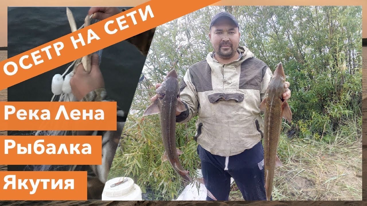 Осетр реальная рыбалка волга