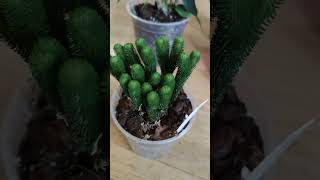 Rare Anthurium Unboxing From Ecuador Ecuagenera Haul