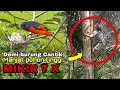 hanya demi mengabadikan sarang burung cantik ini, sampai panjat pohon tinggi