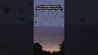 We need bats!  #InternationalBatNight | San Diego Zoo Wildlife Alliance #shorts