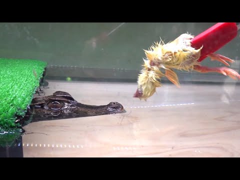 ペットのワニに初めてヒヨコを与えてみた