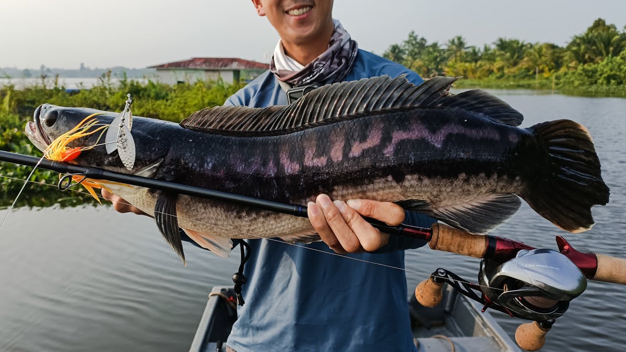 My favorite rod and reel setup I have currently. Shimano Scorpion DC on a Favorite  Phantom Rigged Rod. Excellent all-around rod : r/Fishing_Gear