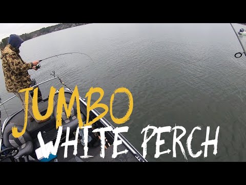 Lake Norman deep water Fishing For White Perch 