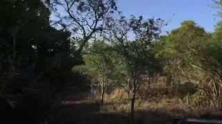 South Africa Day 10 - Mavela safari in Zululand day 2