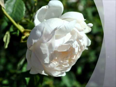Tell Me That You Love Me sung by: Glenda (Terri Gi...