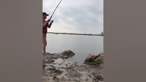 Câu tôm chết dính cá chẽm 7kg