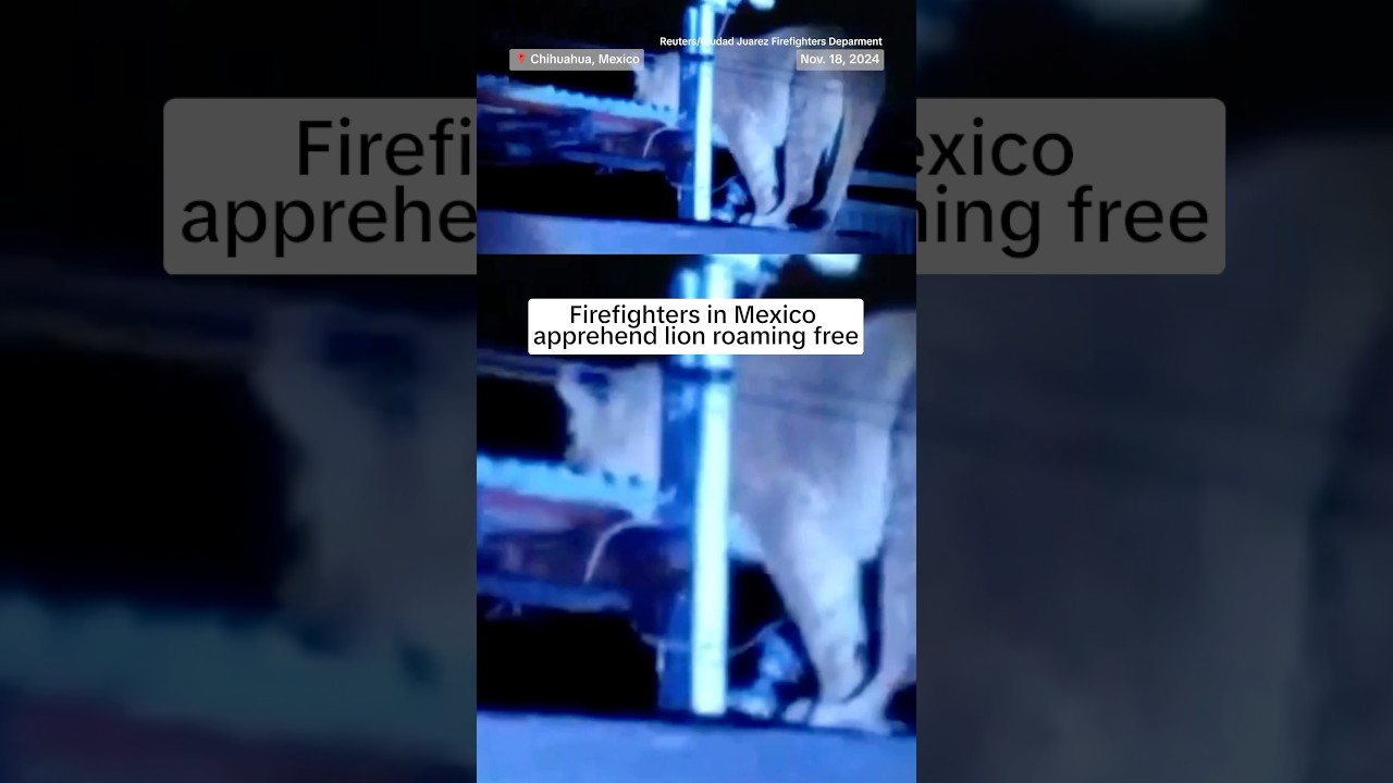 Firefighters in Mexico apprehend lion roaming free