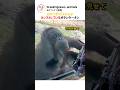 おやつ要求スキルがカンストしているオランウータン