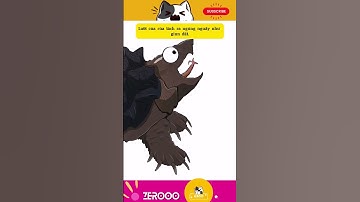 FUNNY VIDEO - LƯỠI CỦA RÙA CÁ SẤU  #funny #dongvat #animals #hoathinh #shorts #memes #haihuoc #fyp