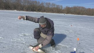 Сезон закрыт трофейной щукой!