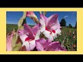 👉👉👉 How to plant GLADIOLO bulbs ❤️ Basic CARE Reproduction of gladiolus corms