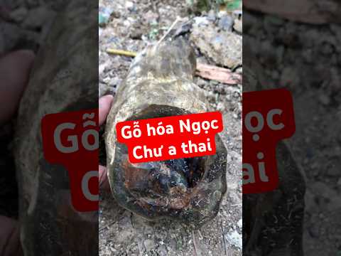 P1253 Accidentally Picked Up But Unexpectedly Found Wood That Turned Into Jade Khuongthach Yout