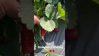 Strawberry Farming - 🍓