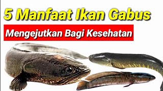 REAKSI IKAN HIU AIR TAWAR LAPAR SAAT DIGABUNG DENGAN IKAN GABUS