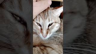 Сарра Большая И Маленькая На Фоне Котов.🐈🐱😾🐯🐅☀️