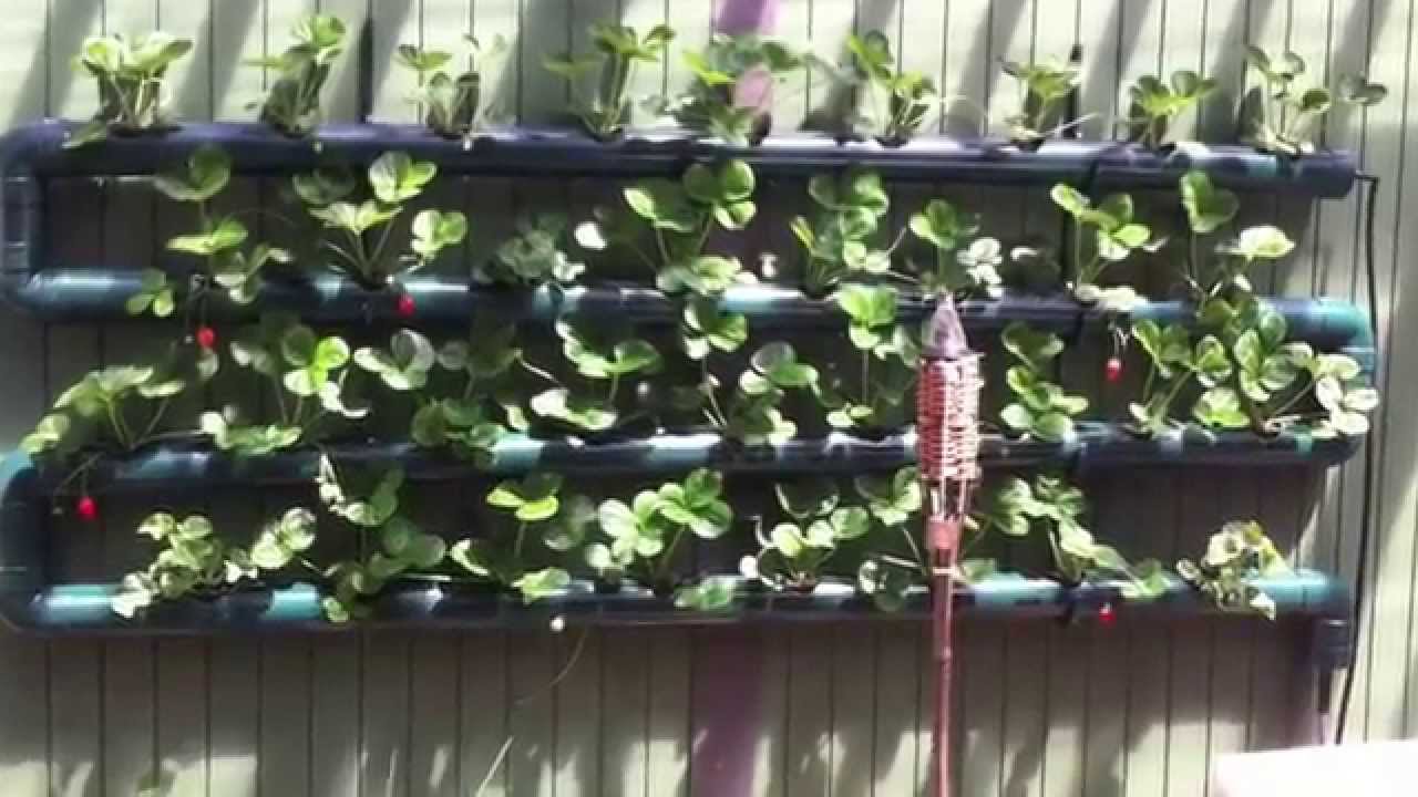 Hydropic Strawberry Wall w/Pondless Waterfall - YouTube